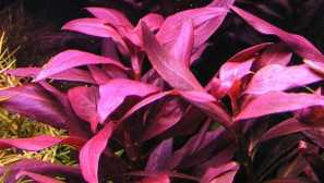 Алтернатантна лиласи, или алтернатор лилацин или голям слой (алтернетхерова лиласина)